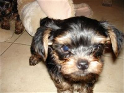 Lovelyteacupyorkiepuppiesforadoption