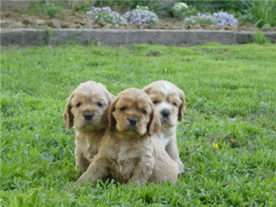 CockerSpanielpuppiesAKCregisteredforsale