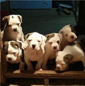 AmericanBeautifulpedigreepuppies