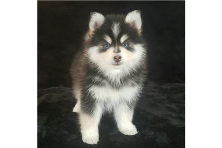 Pomskyandsiberianhuskypuppiesforsale