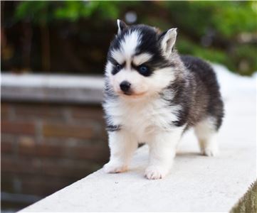 Pomskyandsiberianhuskypuppiesforsale