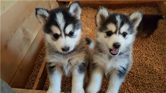 PomskyandSiberianHuskyPuppiesAvailable