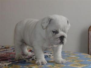 ENGLISHBULLDOGPUPPIESFORADOPTIONENGLISHBULL