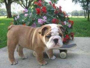 AdorableEnglishBullDogPuppiesForAdoption