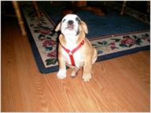 AKCregisteredenglishbulldogforadoption