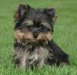 WELLEDTAMEDYORKIESFORADOPTION-TrustedAd