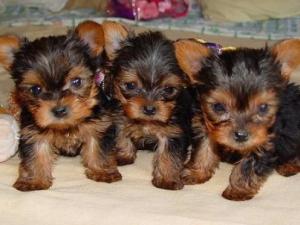 ThreeAdorableTeacupYorkiePuppiesForAdoption