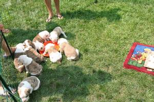 Englishbulldogpuppies