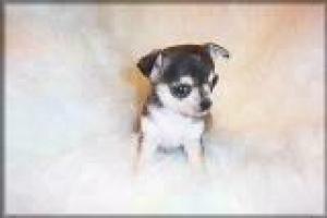 CuteChihuahuaPuppiesForFreeAdoption