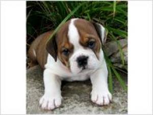 Lovelylovelyenglishbulldogforadoption