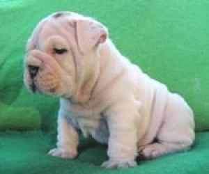 Englishbulldogpuppiesforadoption