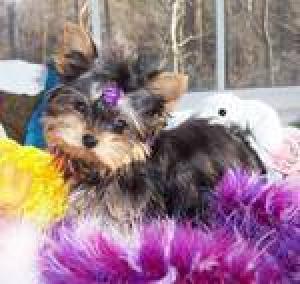 Outstandingyorkiepuppiesforadoption