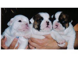 englishbulldogforadoption