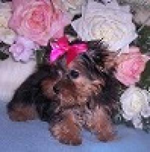 PottytrainedTeacupYorkiepuppiesforadoption