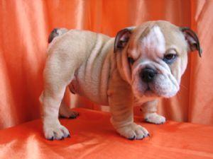 ChampionBloodLinesEnglishBulldogsforadoption