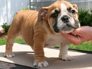 Adorableenglishbulldogpuppiesforadoption