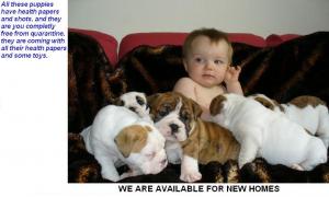 AdorableEnglishBulldogForAdoption