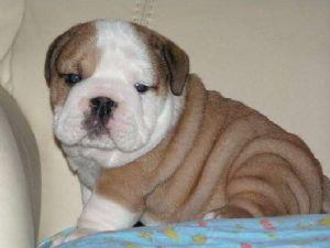 FemaleEnglishBulldogpuppyforadoption