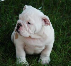 akcregisteredenglishbulldogsforadoption