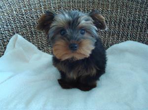 lovelyyorkiepuppiesforfreeadoption