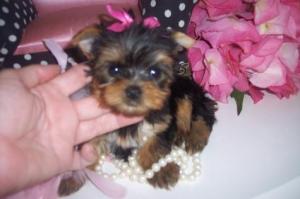 lovelyyorkiepuppiesforadoption