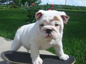 MaleandFemaleEnglisBulldogpuppiesforFREE