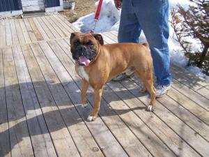 ExpectingBoxerPuppies