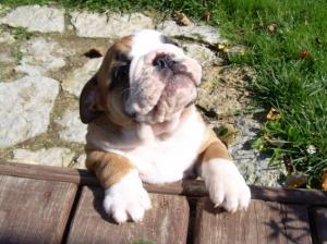 Englishbulldogpuppies