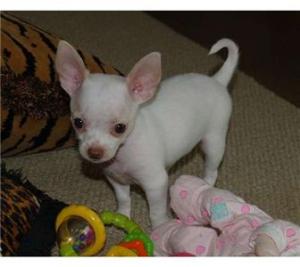 adorablechihuahuapuppiesforadoption