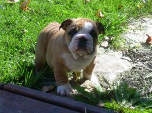 HealthyEnglishbulldogsforgoodhomes