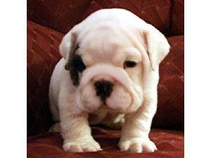 OutstandingQualityBulldogPuppywithChampionbl