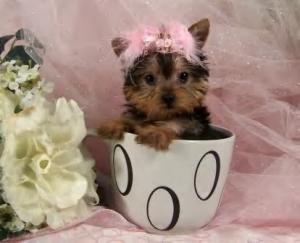 Addorableyorkiepuppiesforsale