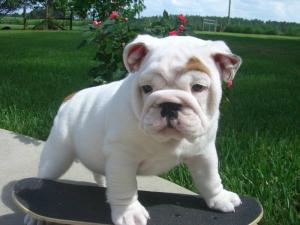 MaleandFemaleEnglishBulldogPuppiesForFREE