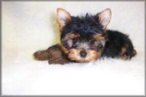 cutexmasteacupyorkiesforfreeadoption