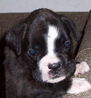 boxermalepuppy