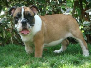 ALEXENGLISHBULLDOGPuppy