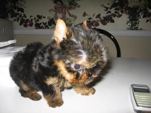 TEACUPYORKIE