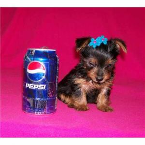 SuperCuteAkcRegisteredTeacupFemaleYorkie