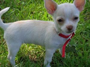 Cutechihuahuapuppiesforadoption