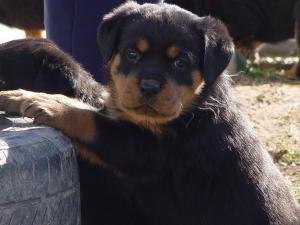 AKCGermanRottweilersAvailable