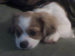 PekingeseChihuahuamix