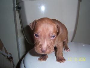 Pitbullpuppiesforsale