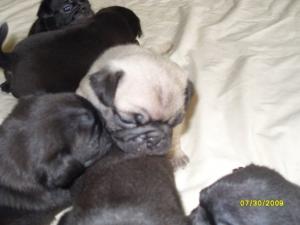 weekoldPugPuppies