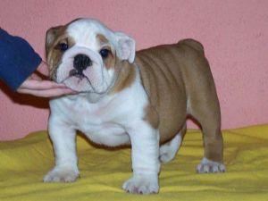 ShowQualityEnglishBulldogPuppies