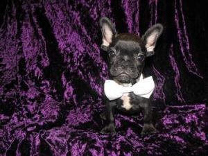 FrenchBulldogMale