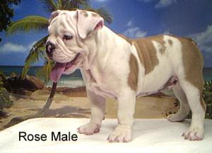 RegisteredEnglishBulldogPuppiesForS