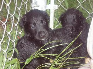 BlacklabBlackGermanShepherdpupsforsale