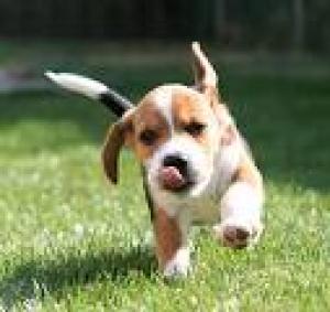 ireallywantabeaglepuppy