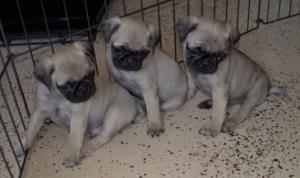 AKCPugpuppies