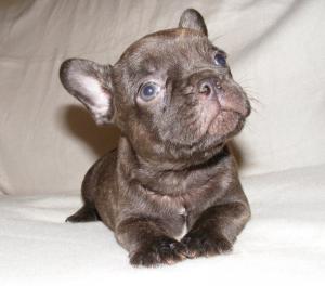 Chocolatefrenchbulldogpuppy